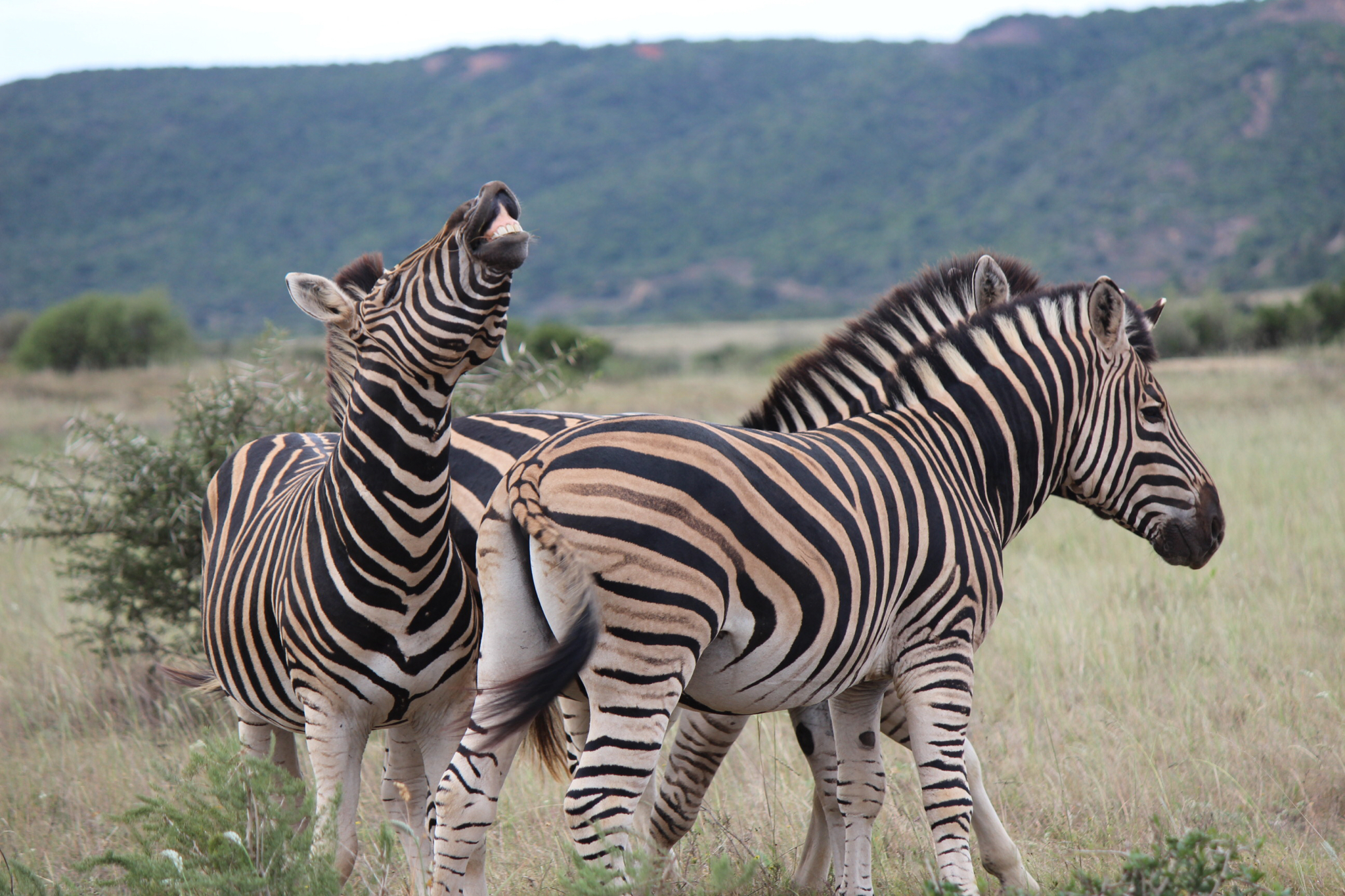 3-Day Tanzania Amazing Wild Animals Eight Wonders - iSafiri